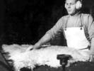 Shearing wool to length (B Tatters)