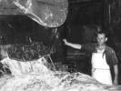 Unloading Shearlings from Drum (B Tatters )
